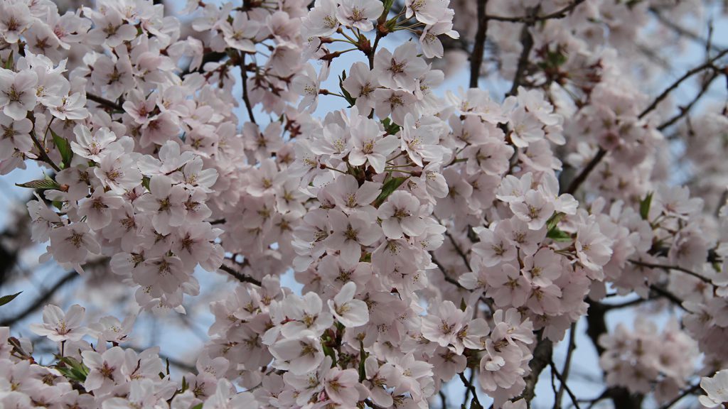 [写真]加工前の桜